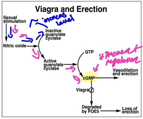 ch 27 Flashcards 